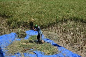 cara membersihkan mesin perontok padi